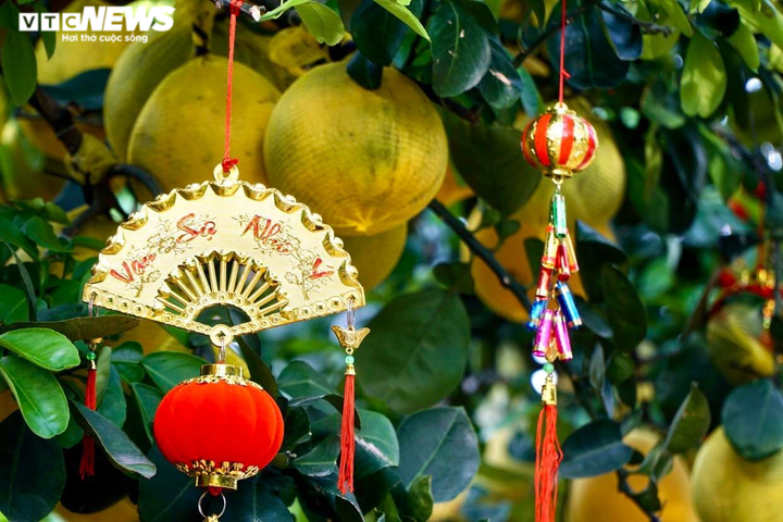 TP.HCM: Nhà vườn trang trí cầu kỳ cho bưởi Diễn chờ đón khách đầu năm - 7