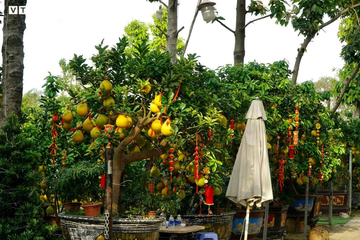 TP.HCM: Nhà vườn trang trí cầu kỳ cho bưởi Diễn chờ đón khách đầu năm - 1