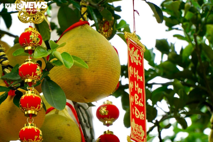 TP.HCM: Nhà vườn trang trí cầu kỳ cho bưởi Diễn chờ đón khách đầu năm - 6