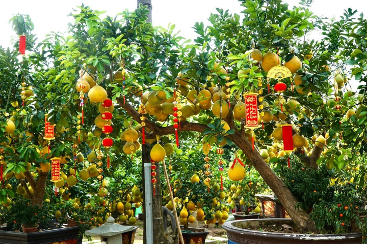 TP.HCM: Nhà vườn trang trí cầu kỳ cho bưởi Diễn chờ đón khách đầu năm - 4
