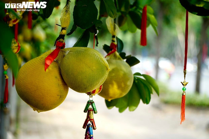 TP.HCM: Nhà vườn trang trí cầu kỳ cho bưởi Diễn chờ đón khách đầu năm - 3