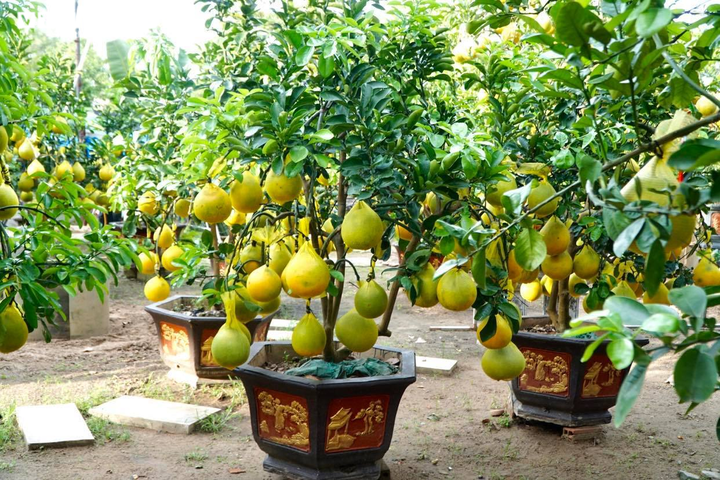 TP.HCM: Nhà vườn trang trí cầu kỳ cho bưởi Diễn chờ đón khách đầu năm - 8