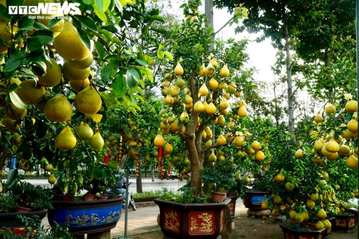 TP.HCM: Nhà vườn trang trí cầu kỳ cho bưởi Diễn chờ đón khách đầu năm - 2