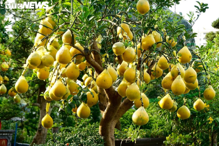 TP.HCM: Nhà vườn trang trí cầu kỳ cho bưởi Diễn chờ đón khách đầu năm - 5
