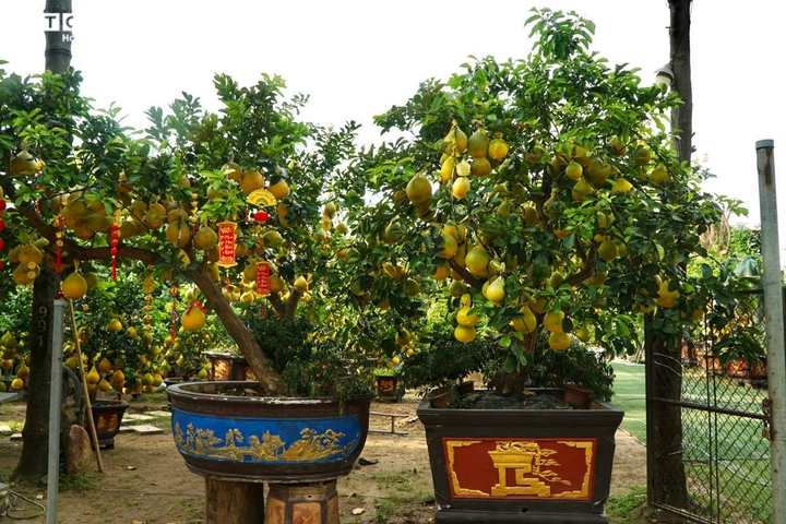 TP.HCM: Nhà vườn trang trí cầu kỳ cho bưởi Diễn chờ đón khách đầu năm - 10