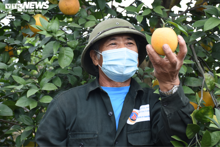 Trồng cam Vinh trái vụ trên đất Hải Dương, nông dân Thất Hùng thu lãi trăm triệu - 2