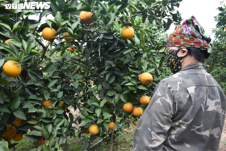 Trồng cam Vinh trái vụ trên đất Hải Dương, nông dân Thất Hùng thu lãi trăm triệu - 9