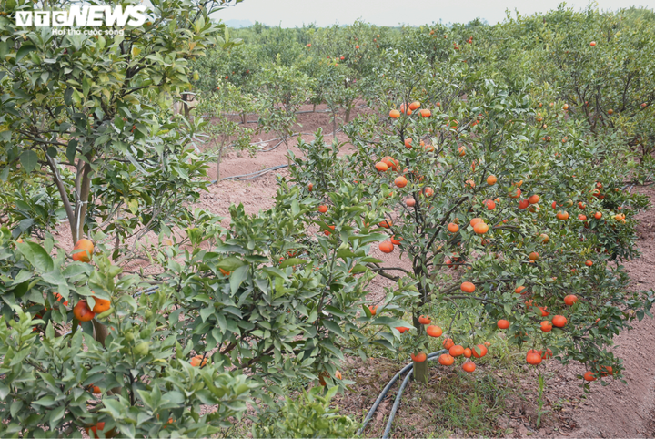 Trồng cam Vinh trái vụ trên đất Hải Dương, nông dân Thất Hùng thu lãi trăm triệu - 6