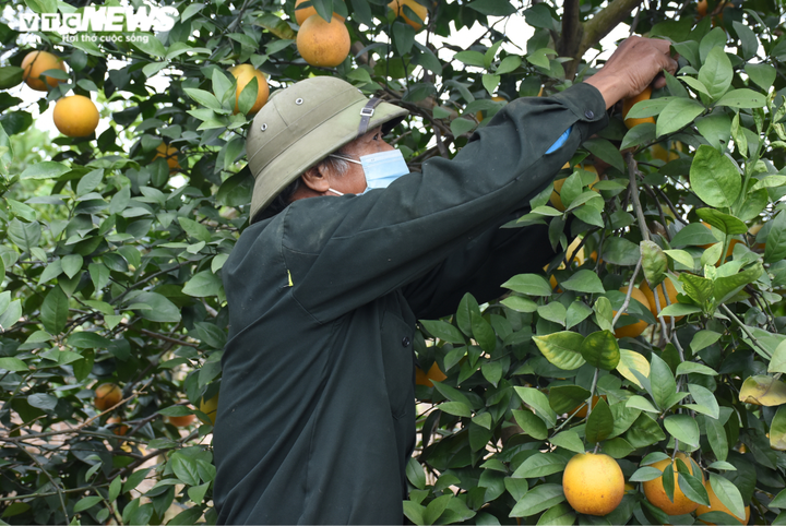 Trồng cam Vinh trái vụ trên đất Hải Dương, nông dân Thất Hùng thu lãi trăm triệu - 8