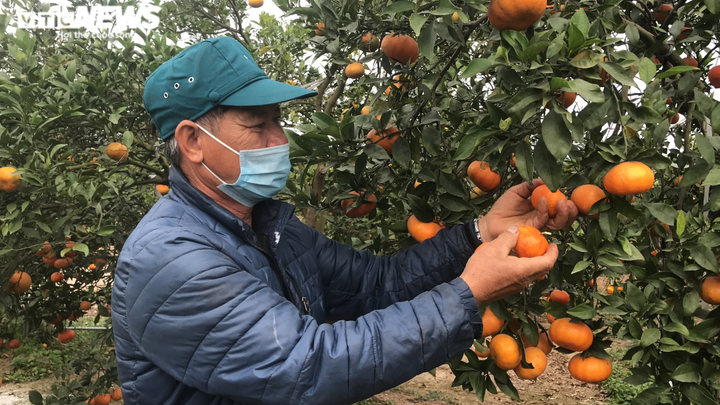 Trồng cam Vinh trái vụ trên đất Hải Dương, nông dân Thất Hùng thu lãi trăm triệu - 3