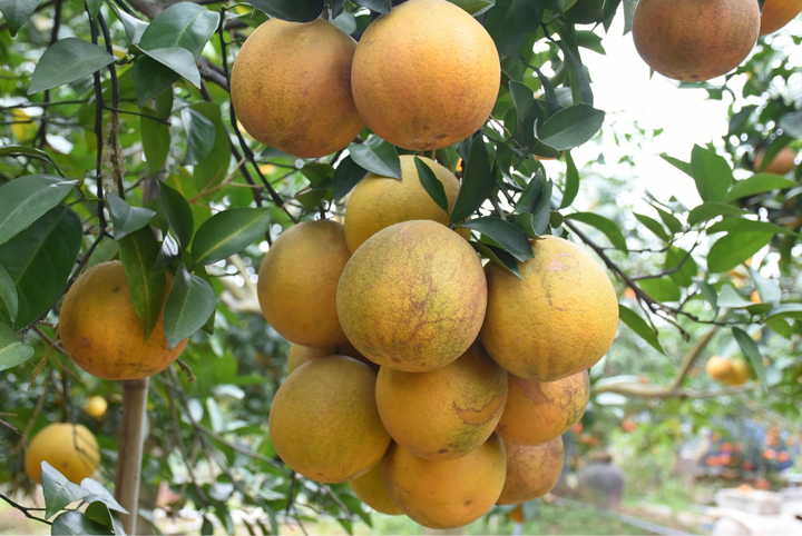 Trồng cam Vinh trái vụ trên đất Hải Dương, nông dân Thất Hùng thu lãi trăm triệu - 5