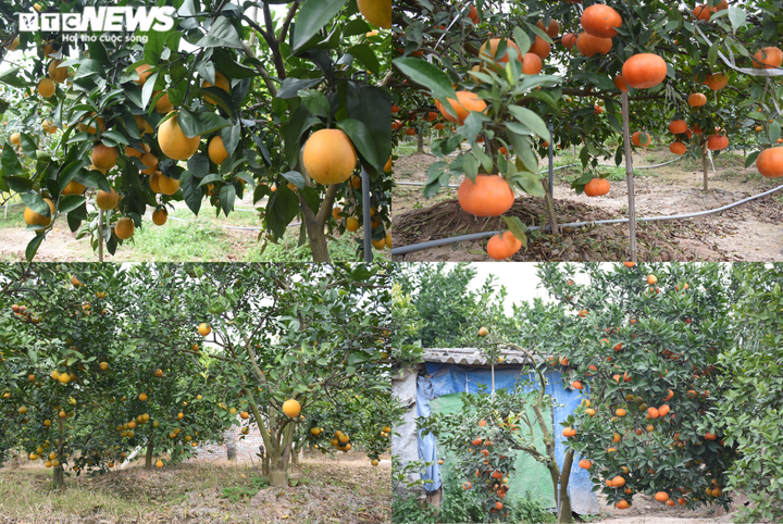 Trồng cam Vinh trái vụ trên đất Hải Dương, nông dân Thất Hùng thu lãi trăm triệu - 1