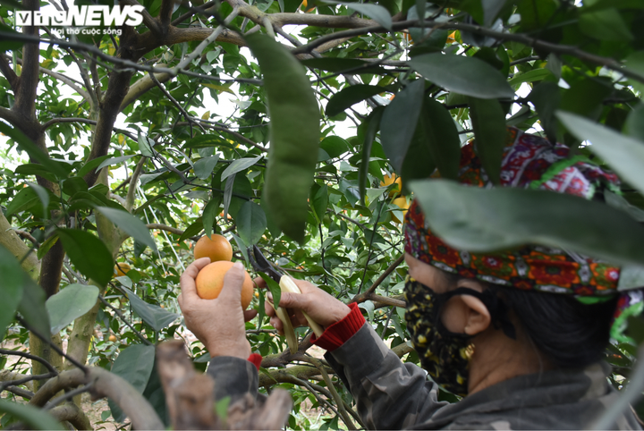 Trồng cam Vinh trái vụ trên đất Hải Dương, nông dân Thất Hùng thu lãi trăm triệu - 4