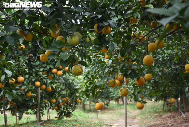 Trồng cam Vinh trái vụ trên đất Hải Dương, nông dân Thất Hùng thu lãi trăm triệu - 7