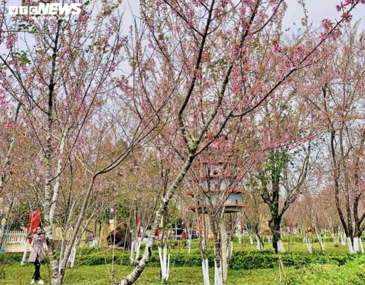 Ảnh: Du khách đổ xô lên 'Đà Lạt thứ hai' ngắm mai anh đào dịp đầu năm - 11