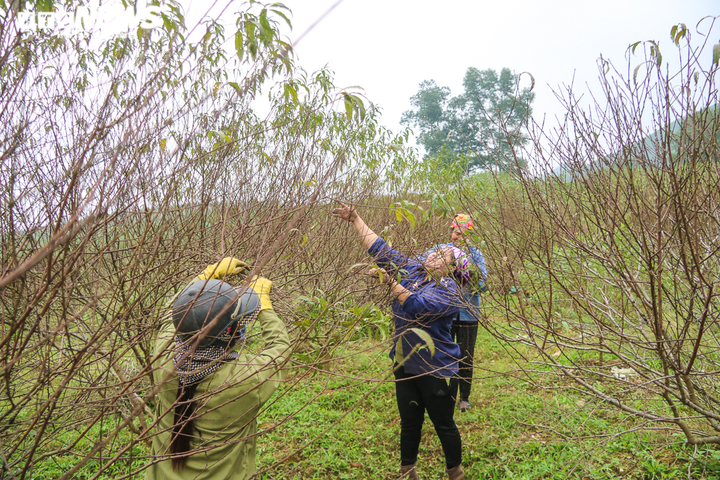 Ảnh: Nông dân Hà Tĩnh bận rộn với nghề ‘tuốt lá ra tiền’ - 1