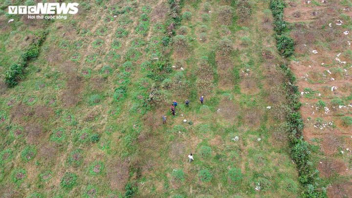 Ảnh: Nông dân Hà Tĩnh bận rộn với nghề ‘tuốt lá ra tiền’ - 2