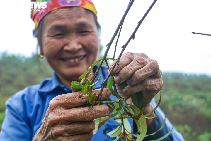 Ảnh: Nông dân Hà Tĩnh bận rộn với nghề ‘tuốt lá ra tiền’ - 3