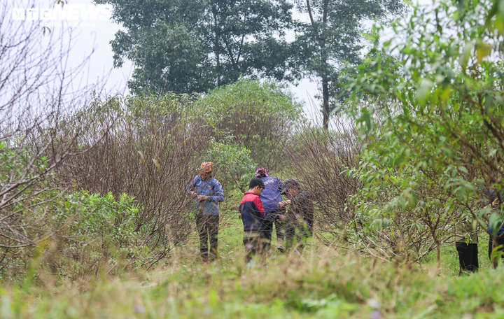 Ảnh: Nông dân Hà Tĩnh bận rộn với nghề ‘tuốt lá ra tiền’ - 5