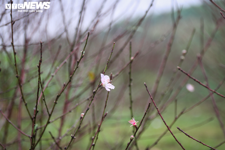 Ảnh: Nông dân Hà Tĩnh bận rộn với nghề ‘tuốt lá ra tiền’ - 7