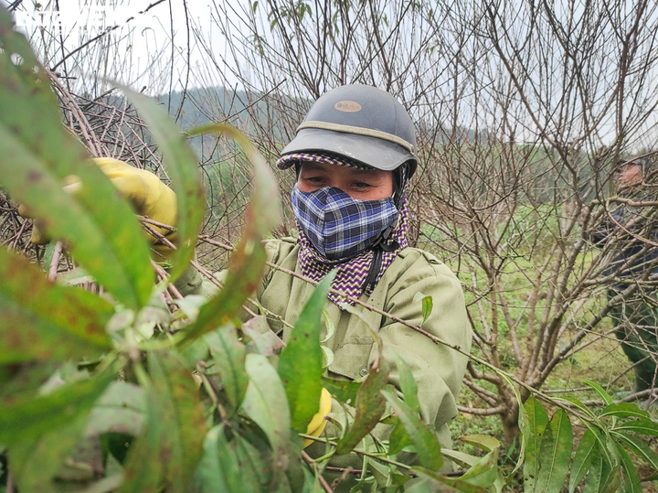 Ảnh: Nông dân Hà Tĩnh bận rộn với nghề ‘tuốt lá ra tiền’ - 8