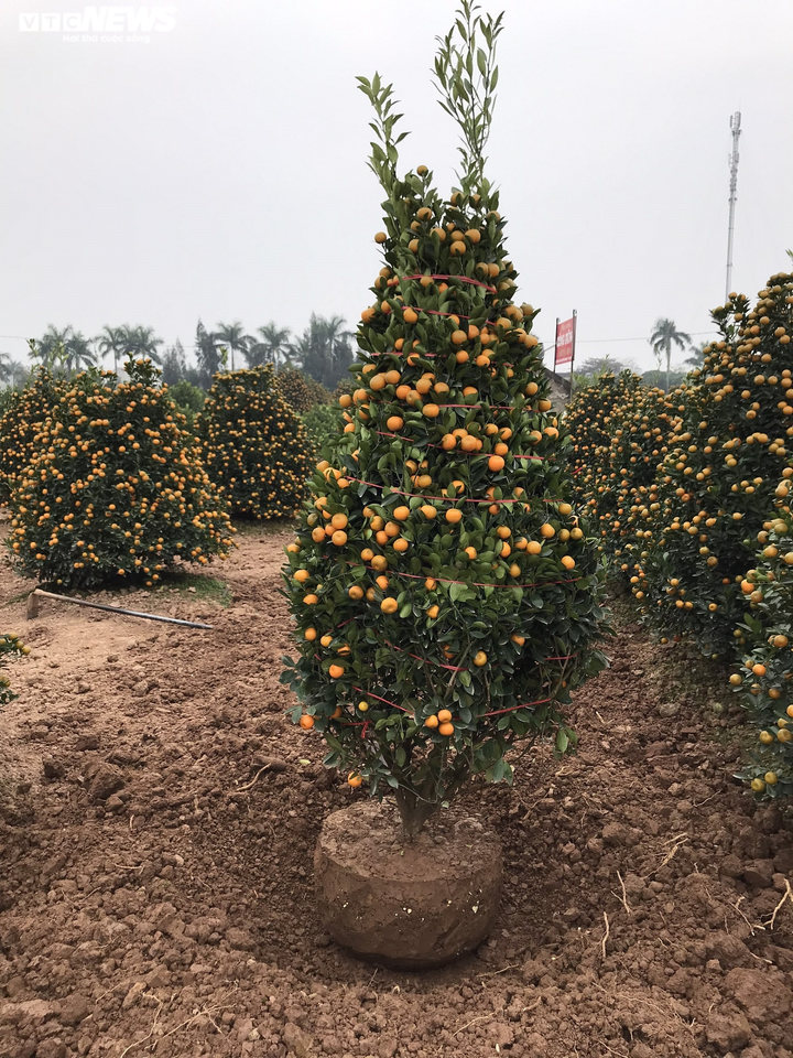 Ảnh: Làng quất cảnh nổi tiếng Nam Định vào mùa Tết, nông dân chờ thu trăm triệu - 10