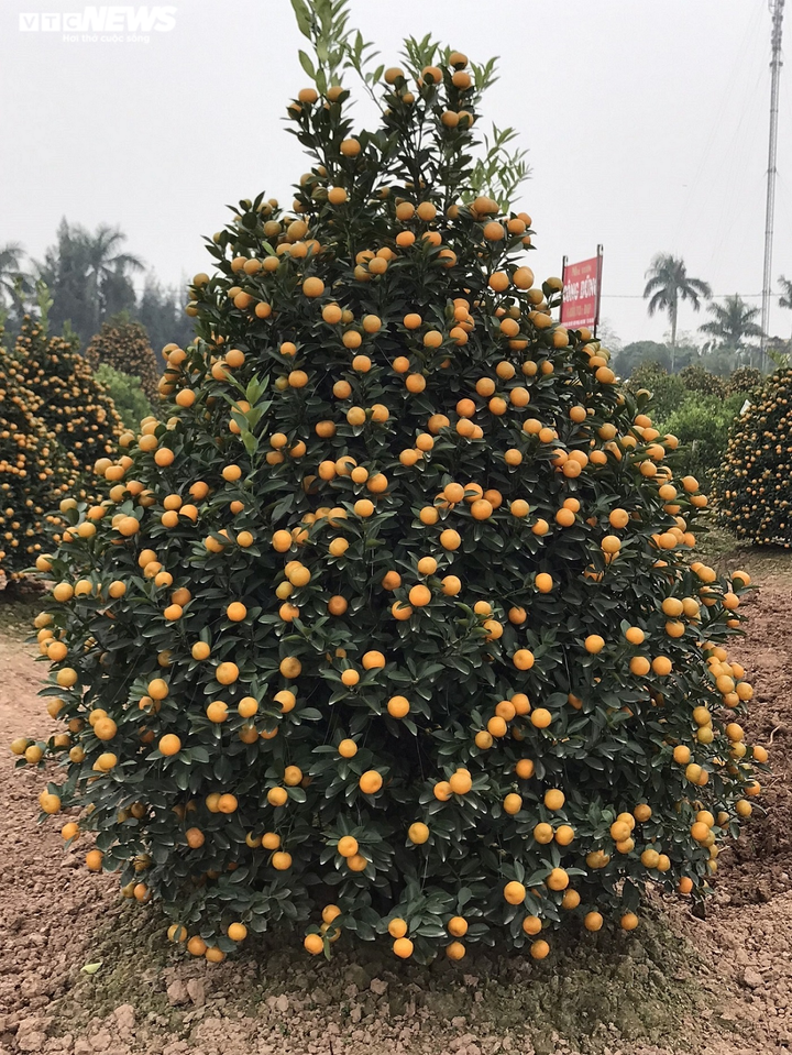 Ảnh: Làng quất cảnh nổi tiếng Nam Định vào mùa Tết, nông dân chờ thu trăm triệu - 2