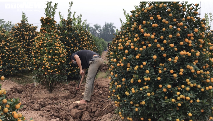 Ảnh: Làng quất cảnh nổi tiếng Nam Định vào mùa Tết, nông dân chờ thu trăm triệu - 11