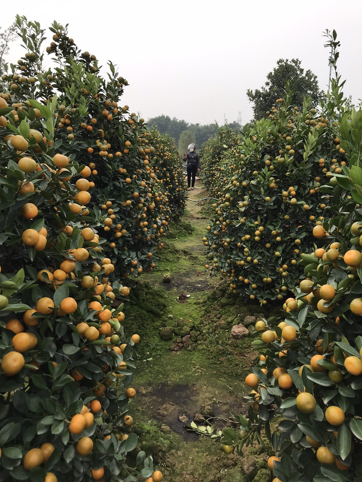 Ảnh: Làng quất cảnh nổi tiếng Nam Định vào mùa Tết, nông dân chờ thu trăm triệu - 3