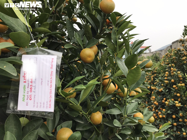 Ảnh: Làng quất cảnh nổi tiếng Nam Định vào mùa Tết, nông dân chờ thu trăm triệu - 7