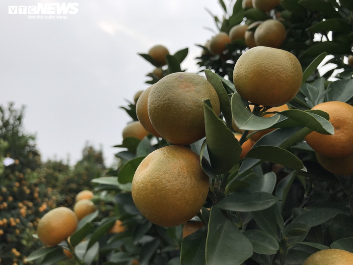 Ảnh: Làng quất cảnh nổi tiếng Nam Định vào mùa Tết, nông dân chờ thu trăm triệu - 5