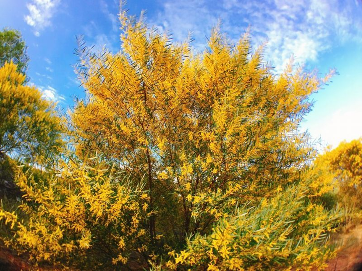 Phan Thiết mùa này rực màu hoa keo lá tràm, 1 bước chụp được khối ảnh triệu like - 10