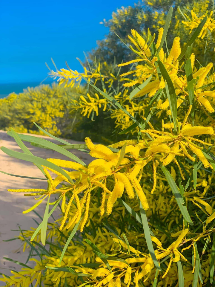 Phan Thiết mùa này rực màu hoa keo lá tràm, 1 bước chụp được khối ảnh triệu like - 11