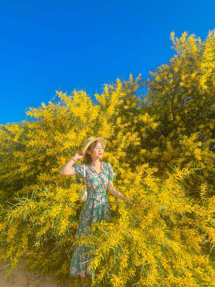 Phan Thiết mùa này rực màu hoa keo lá tràm, 1 bước chụp được khối ảnh triệu like - 4