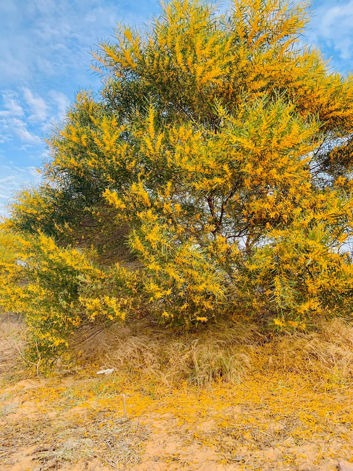 Phan Thiết mùa này rực màu hoa keo lá tràm, 1 bước chụp được khối ảnh triệu like - 9