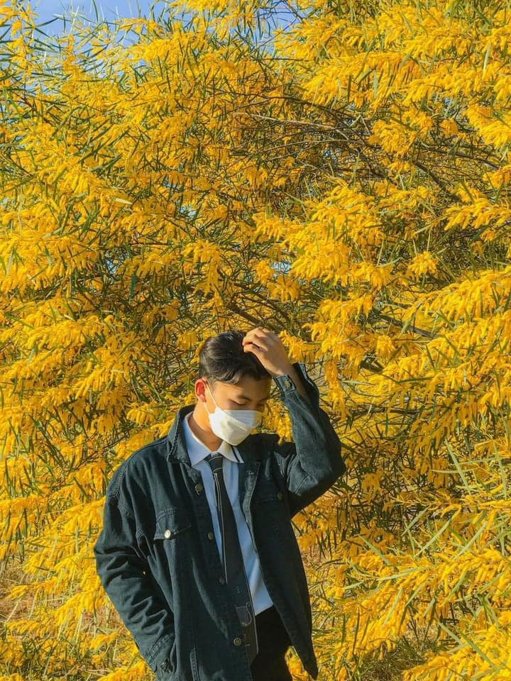 Phan Thiết mùa này rực màu hoa keo lá tràm, 1 bước chụp được khối ảnh triệu like - 3