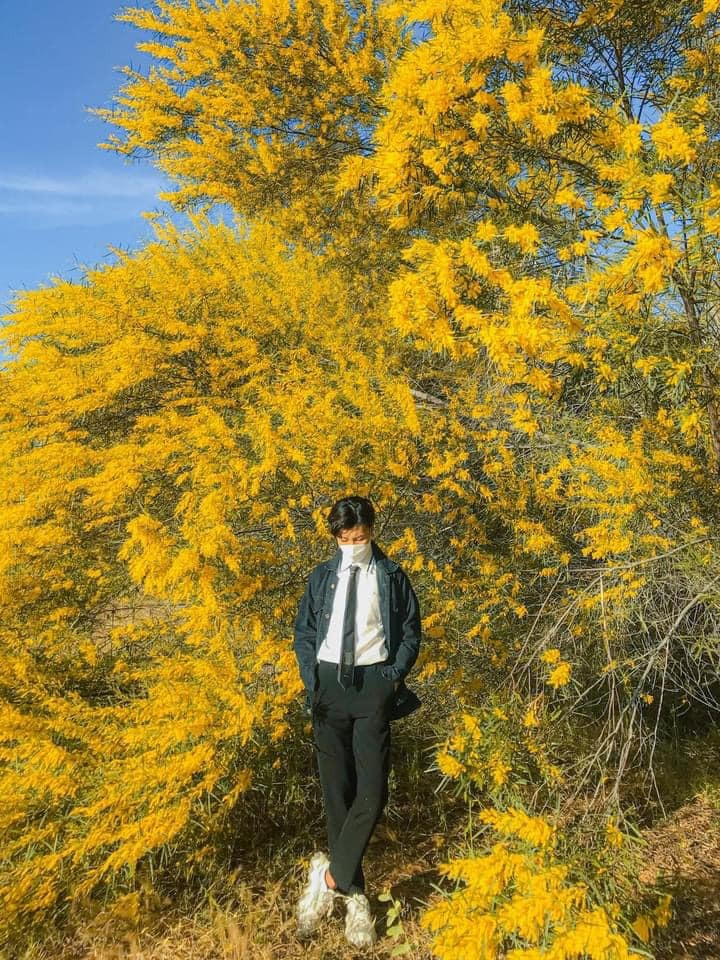 Phan Thiết mùa này rực màu hoa keo lá tràm, 1 bước chụp được khối ảnh triệu like - 8