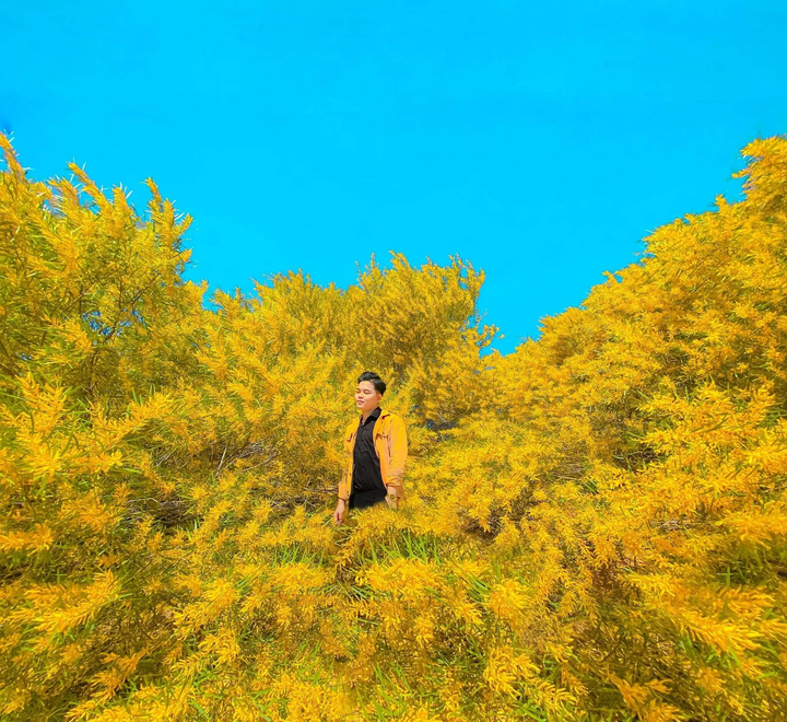 Phan Thiết mùa này rực màu hoa keo lá tràm, 1 bước chụp được khối ảnh triệu like - 7