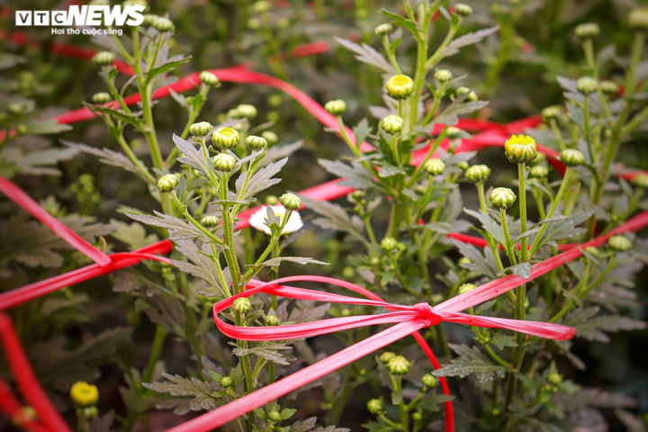 Ảnh: Vắng thương lái, người trồng hoa ở Quảng Bình lo 'mất Tết' - 10