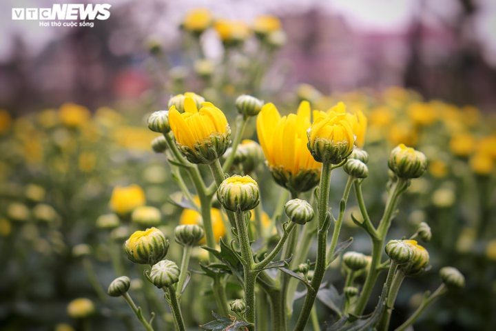 Ảnh: Vắng thương lái, người trồng hoa ở Quảng Bình lo 'mất Tết' - 3