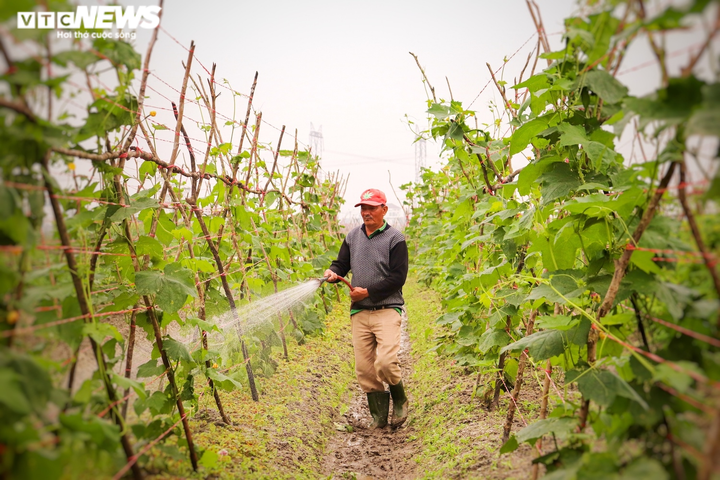 Ảnh: Vắng thương lái, người trồng hoa ở Quảng Bình lo 'mất Tết' - 4