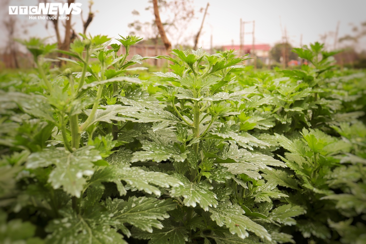 Ảnh: Vắng thương lái, người trồng hoa ở Quảng Bình lo 'mất Tết' - 5