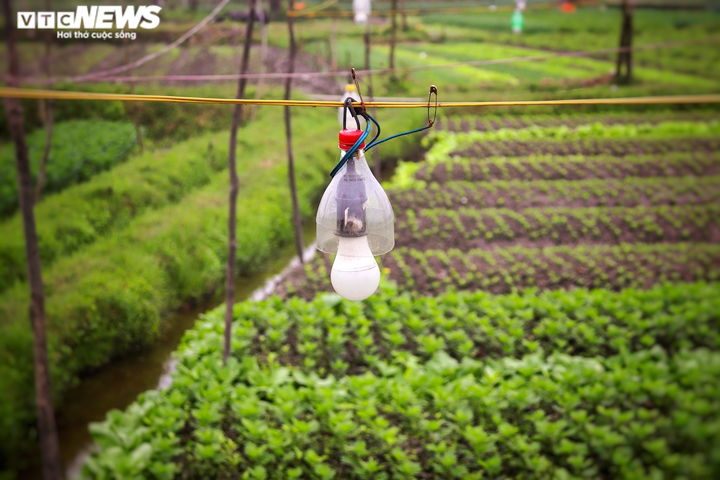 Ảnh: Vắng thương lái, người trồng hoa ở Quảng Bình lo 'mất Tết' - 6