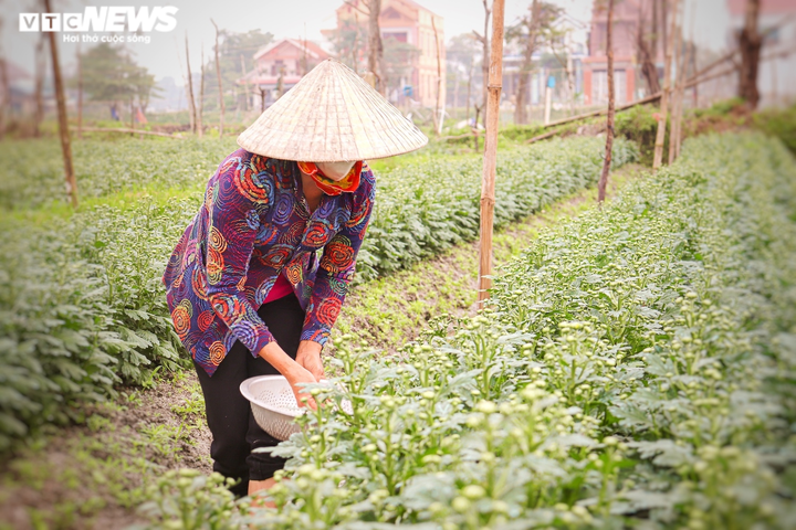 Ảnh: Vắng thương lái, người trồng hoa ở Quảng Bình lo 'mất Tết' - 7