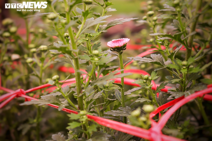 Ảnh: Vắng thương lái, người trồng hoa ở Quảng Bình lo 'mất Tết' - 9