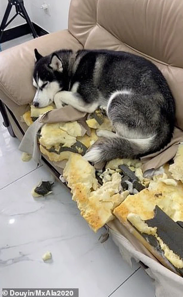 Xỉu ngang với hiện trường do hội 4 chân để lại, ai bảo 'nuôi chó mèo cũng nhàn'? - 2