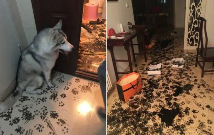 Xỉu ngang với hiện trường do hội 4 chân để lại, ai bảo 'nuôi chó mèo cũng nhàn'? - 1