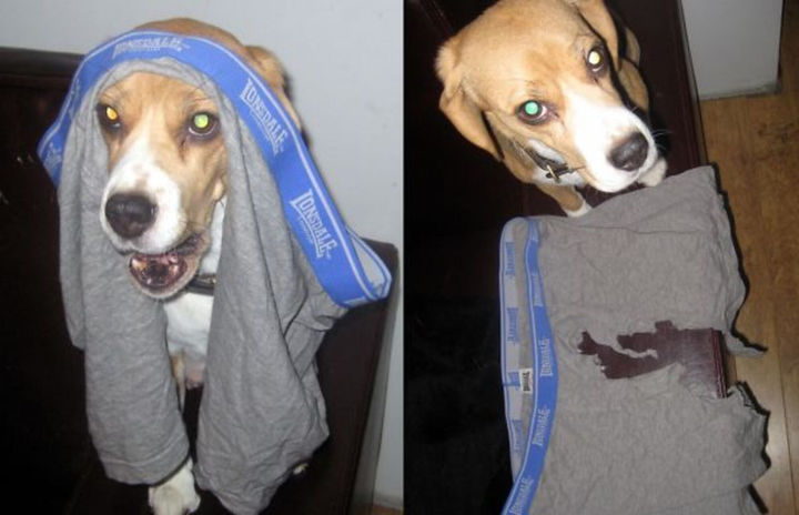 Xỉu ngang với hiện trường do hội 4 chân để lại, ai bảo 'nuôi chó mèo cũng nhàn'? - 10