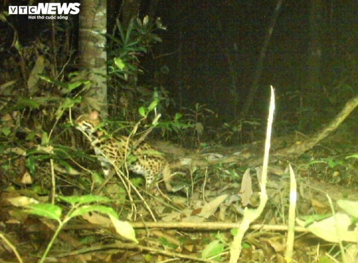 Ảnh: Những loài thú quý hiếm có nguy cơ tuyệt chủng ở Vườn Quốc gia Chư Yang Sin - 7