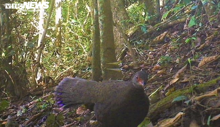 Ảnh: Những loài thú quý hiếm có nguy cơ tuyệt chủng ở Vườn Quốc gia Chư Yang Sin - 9